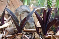 Scilla kraussii