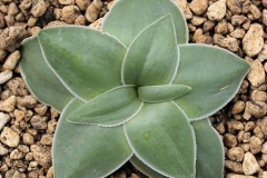 Drimia ciliata