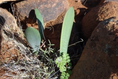 Haemanthus barkerae Calvinia