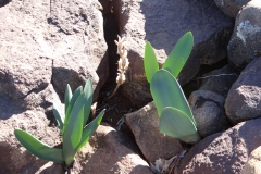 Haemanthus coccineus Calvinia
