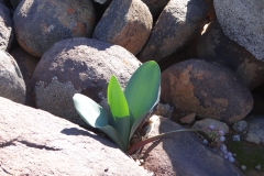 Haemanthus coccineus Calvinia