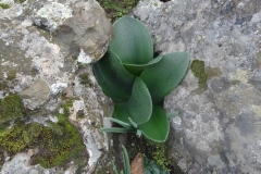 Haemanthus coccineus Nieuwoudtville