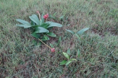 Haemanthus coccineus Agulhas