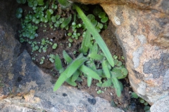 Ornithogalum sp. Prince Albert
