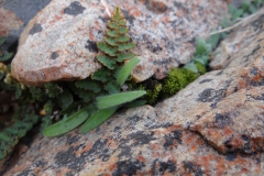 Ornithogalum sp. Prince Albert