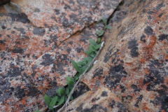 Ornithogalum sp. Prince Albert
