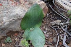 Massonia depressa Prince Albert