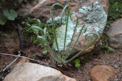 Albuca viscosa Prince Albert