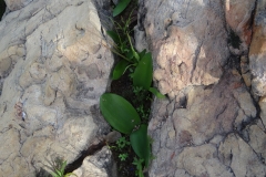 Haemanthus coccineus Citrusdal