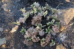 Ledebouria inquinata Hartbeespoortdam