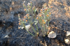 Tulbaghia pretoriensis Hartbeespoortdam