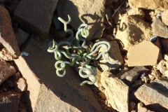 Bulbine torta Sutherland