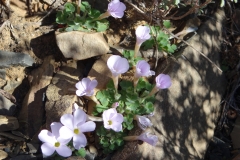 Oxalis sp. Sutherland