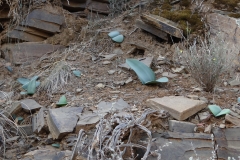 Haemanthus coccineus Middelpos