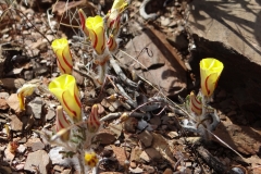 Oxalis versicolor Vanrhynsdorp
