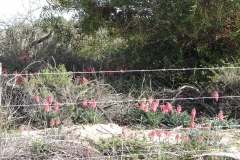 Veltheimia capensis Velddrif