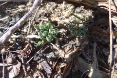 Gethyllis linearis Nieuwoudtville