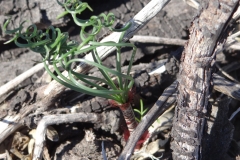 Gethyllis verticillata Nieuwoudtville