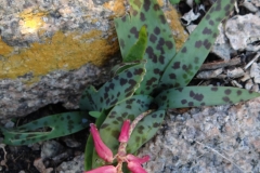 Lachenalia punctata Cape Columbine