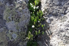 Lachenalia pallida Cape Columbine