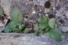 Massonia depressa Calitzdorp