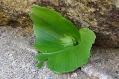 Massonia bifolia Springbok
