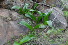 Haemanthus coccineus Citrusdal