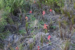 Lachenalia bifolia Cape Agulhas