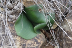 Haemanthus humilis subsp humilis Graaf-Reinet