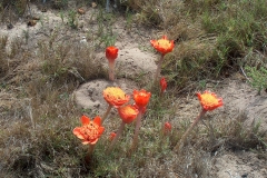 Haemanthus coccineus Cape Agulhas