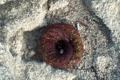 Massonia pustulata (longipes) Arniston