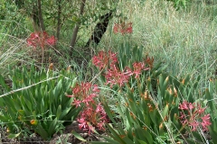 Nerine falcata Broederstroom