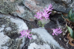 Nerine humilis Ceres