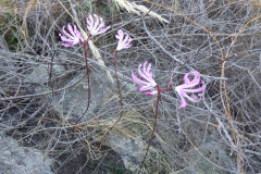 Nerine humilis Ceres