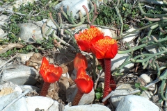 Haemanthus coccineus Cape Agulhas