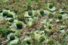 Massonia longipes Stilbaai