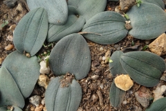 Rhadamanthus sp