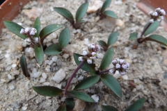 Drimiopsis sp dwarf