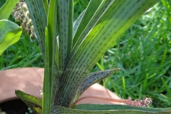 Ledebouria cooperi