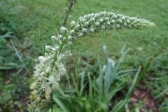 Ornithogalum longibracteatum