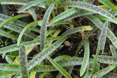Ledebouria floribunda