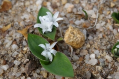 Lachenalia (polyxena) ensifolia