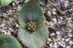 Massonia depressa