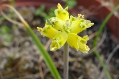 Lachenalia mathewsii