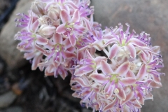 Ledebouria inquinata