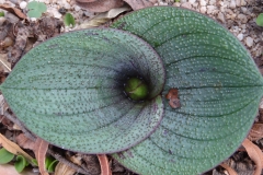Massonia longipes (pustulata)