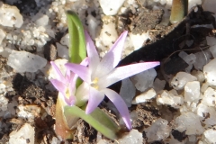 Lachenalia (polyxena) longituba
