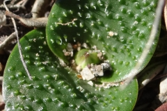 Massonia pygmaea