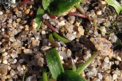 Lachenalia pallida