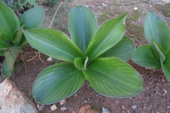 Eucomis regia